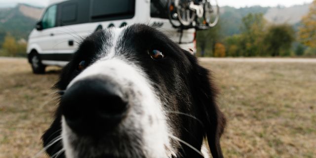 Nahaufnahme von einem Hund vor einem Off Camper