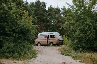 Bulli at the edge of a forest