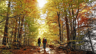 Zwei Menschen gehen mit einem Hund im Herbstwald spazieren