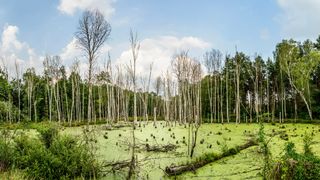 Moor im Spreewald mit toten Baeumen