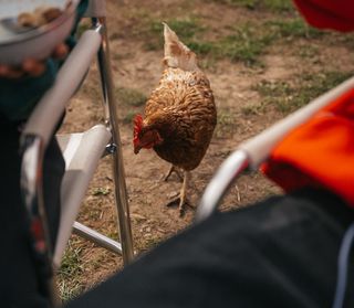 Huhn neben Campingstuhl