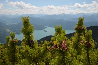 Ausblick bei einer Wanderung beim Camping am Walchensee: hinter den Latschenkiefern erstreckt öffnet sich der Blick auf den Walchensee von oben, eingebettet in Berglandschaften