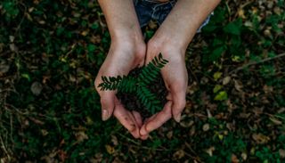 Hand, die eine Pflanze hält