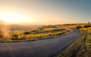 Eine Straße umgeben von Weinreben