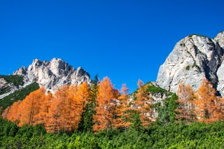 Berge mit Tannenlandschaft