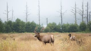 Elch im schwedischen Wald