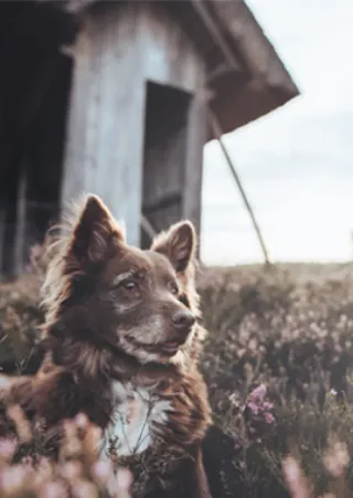 Hund auf Campingplatz in Lüneburger Heide